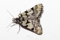Dichromodes gypsotis