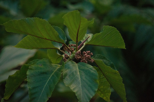Urera glabra