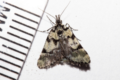 Dichromodes gypsotis