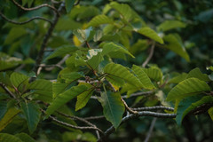 Urera glabra
