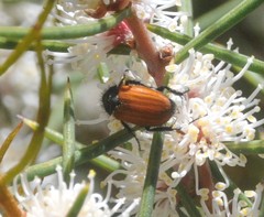 Phyllotocus rufipennis