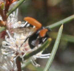 Phyllotocus rufipennis