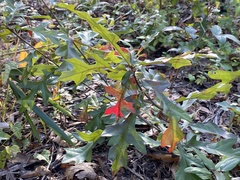 Quercus
