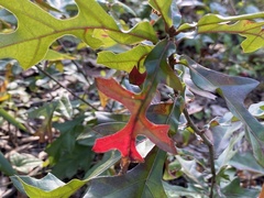 Quercus