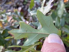 Quercus
