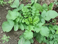 Raphanus sativus longipinnatus