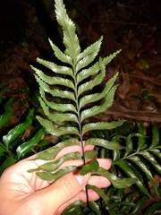 Asplenium kaulfussii