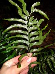 Asplenium kaulfussii
