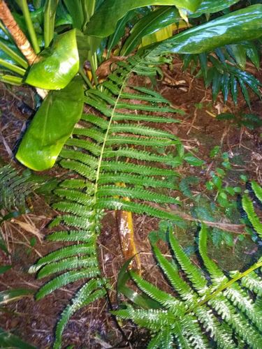 Reholttumia hudsoniana