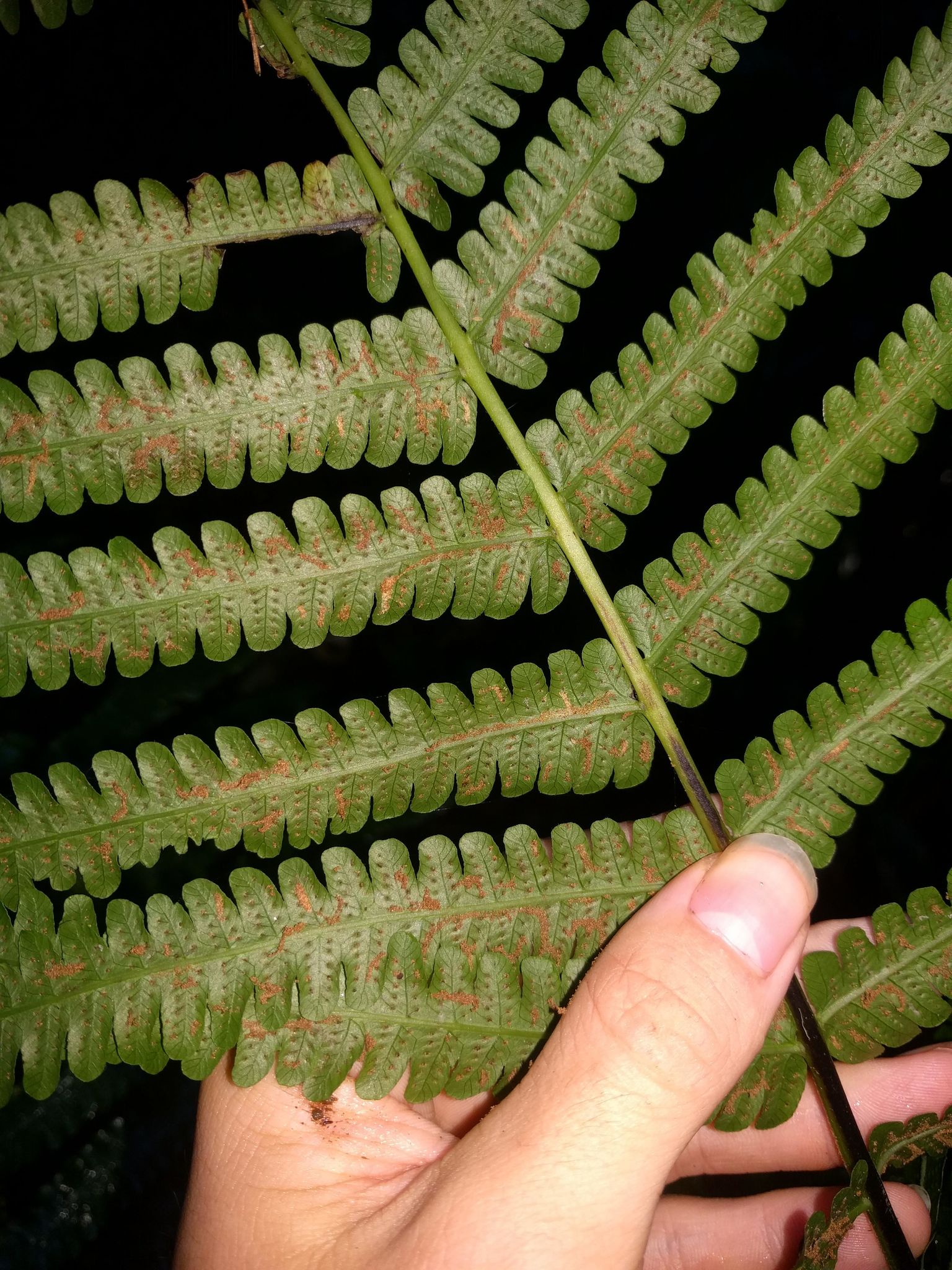 Reholttumia hudsoniana