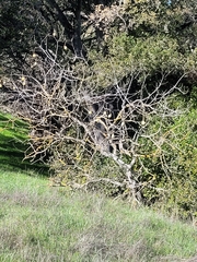 Aesculus californica