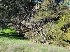 Aesculus californica