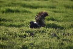 Mephitis mephitis occidentalis