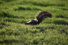 Mephitis mephitis occidentalis