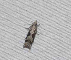 Eccoptocera foetorivorans