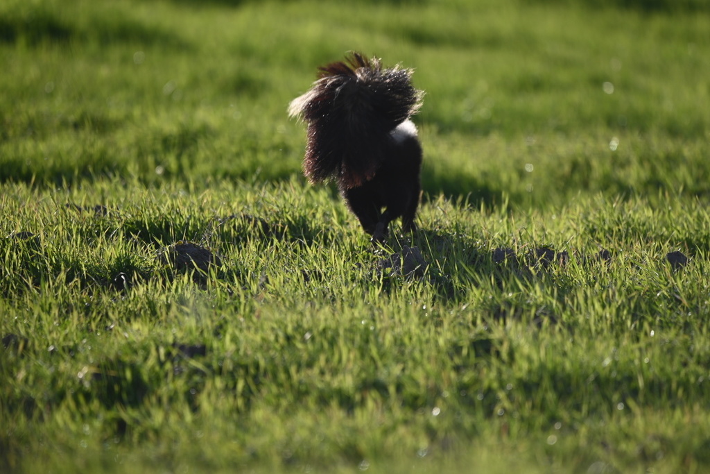 California Striped Skunk (FCZ_Challenge2) · iNaturalist