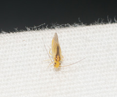 Stenocaecilius