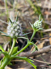 Eryngium pinnatifidum