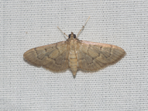 Psara jasiusalis