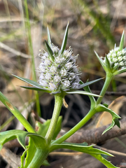 Eryngium pinnatifidum
