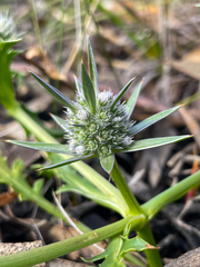Eryngium pinnatifidum