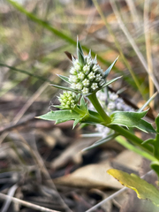 Eryngium pinnatifidum