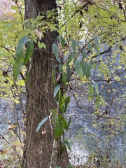 Bignonia capreolata