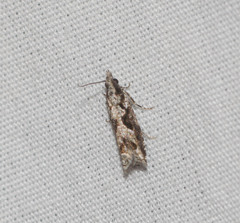 Eccoptocera foetorivorans