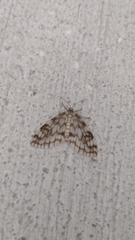 Parallage inconcinna