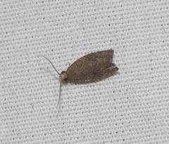 Spheterista infaustana
