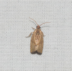 Cryptophlebia illepida
