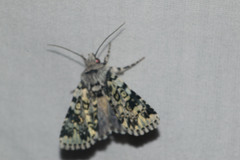 Heliothis melanoleuca