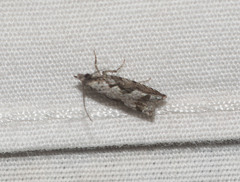 Eccoptocera foetorivorans