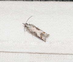 Eccoptocera foetorivorans