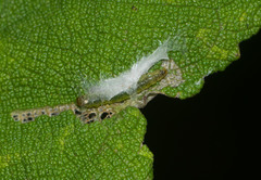 Spheterista infaustana