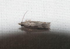 Eccoptocera foetorivorans