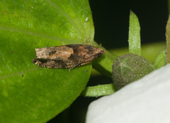 Crocidosema marcidellum