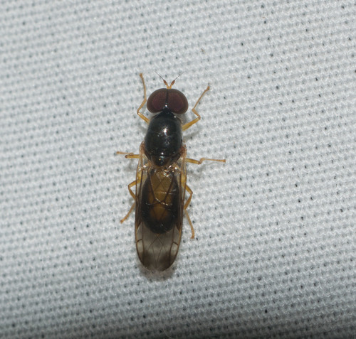 Evaza