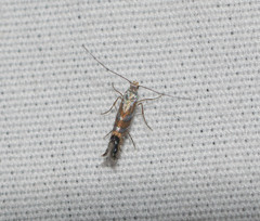 Philodoria splendida