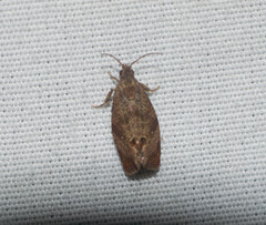 Cryptophlebia illepida