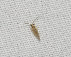Stenocaecilius