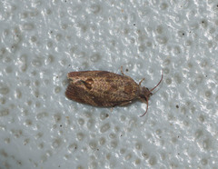 Cryptophlebia illepida