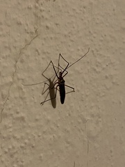 Zelus grassans