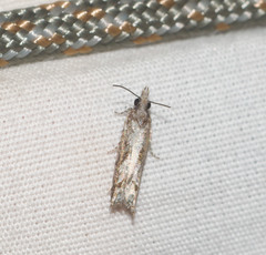 Eccoptocera foetorivorans