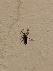 Zelus grassans