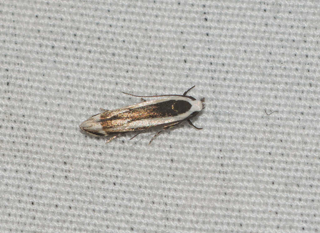 Hyposmocoma alveata