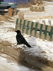 Corvus corone