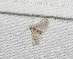 Alucita objurgatella