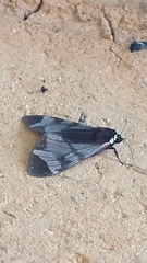 Dysschema leucophaea