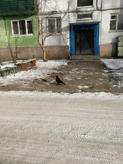 Corvus corone